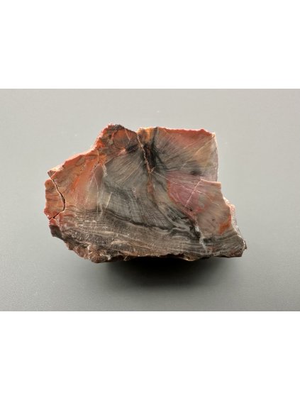 Versteinertes Holz – Line, CZ