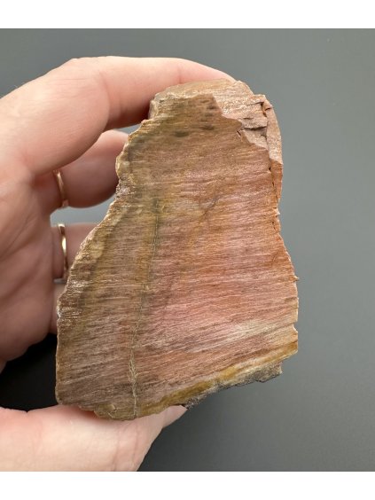 Versteinertes Holz – Line, CZ