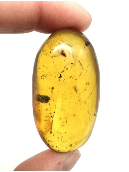 Insect in amber – Hukawng, Myanmar