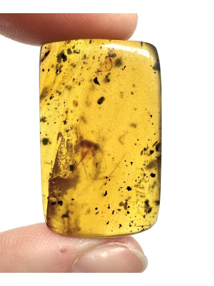 Hmyz v jantaru – Hukawng, Myanmar