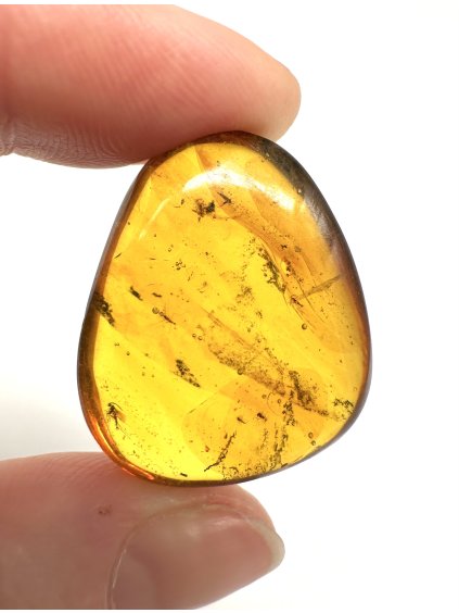 Insect in amber – Hukawng, Myanmar