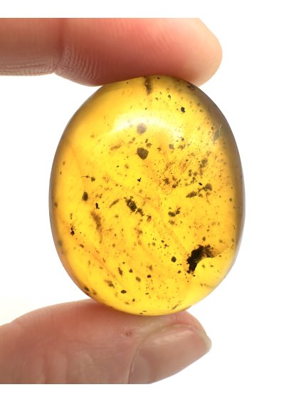 Hmyz v jantaru – Hukawng, Myanmar