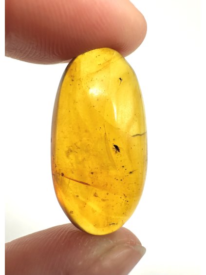 Hmyz v jantaru – Hukawng, Myanmar