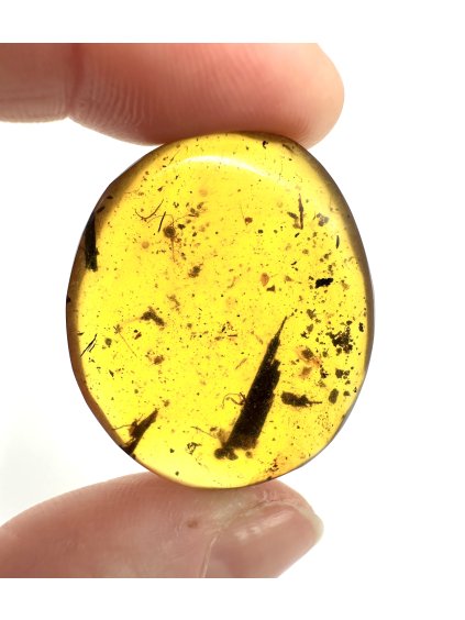 Hmyz v jantaru – Hukawng, Myanmar