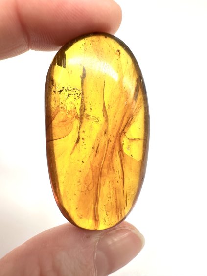 Hmyz v jantaru – Hukawng, Myanmar