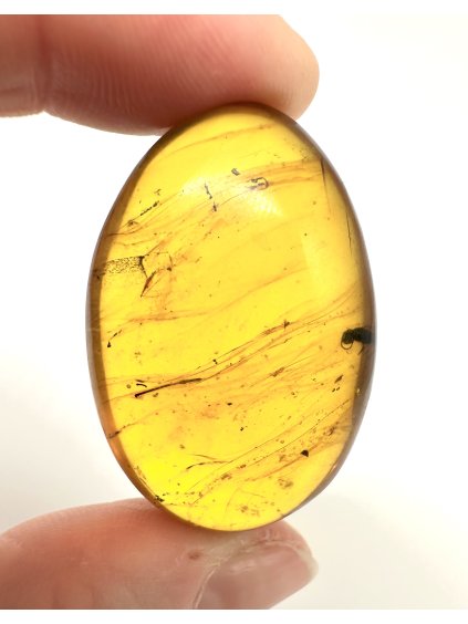 Hmyz v jantaru – Hukawng, Myanmar