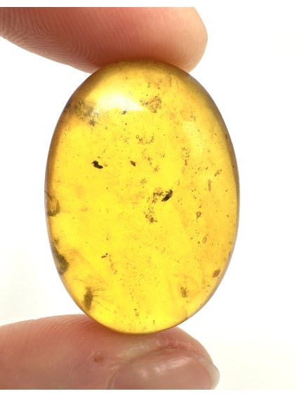 Insect in amber – Hukawng, Myanmar
