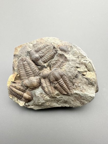 Trilobit Ellipsocephalus hoffi – Jince, CZ