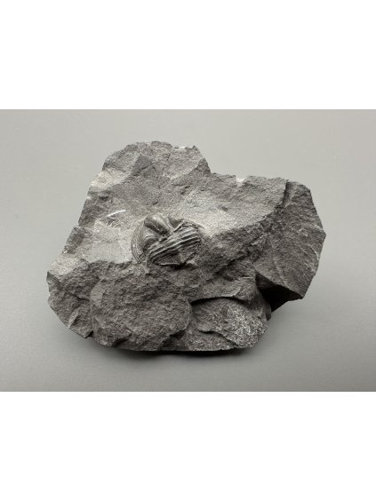 Trilobit Onnia Superba – Pankrác, Metro D, ČR