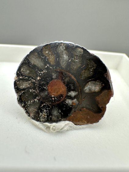 Ammonite – Morocco