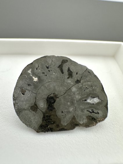 Ammonite – Morocco