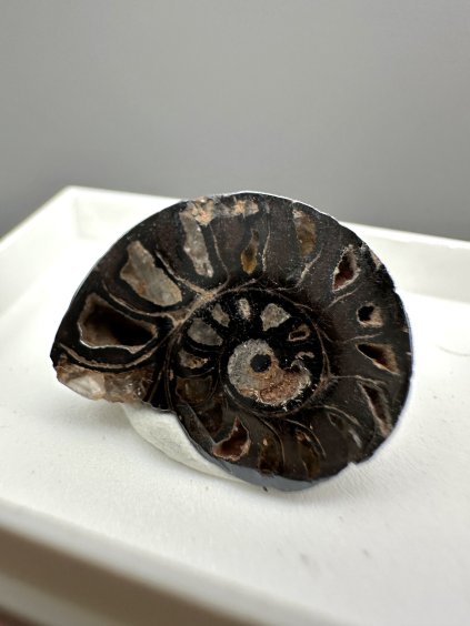 Ammonite – Morocco