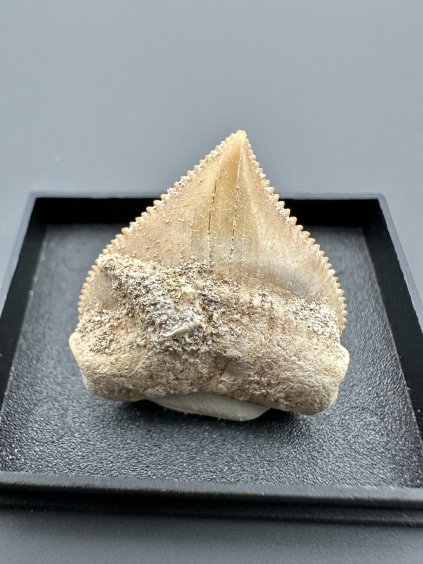 Shark's tooth – Morocco