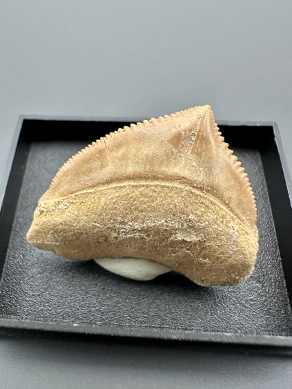 Shark's tooth – Morocco
