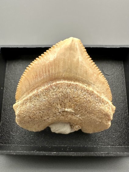 Žraločí zub – Maroko