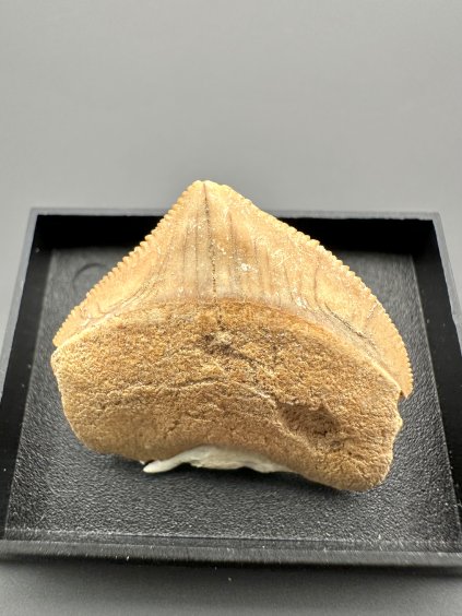 Žraločí zub – Maroko