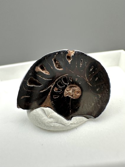 Ammonite – Morocco