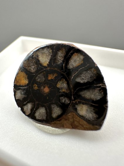Ammonite – Morocco
