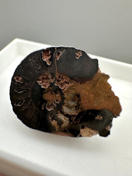 Ammonite – Morocco