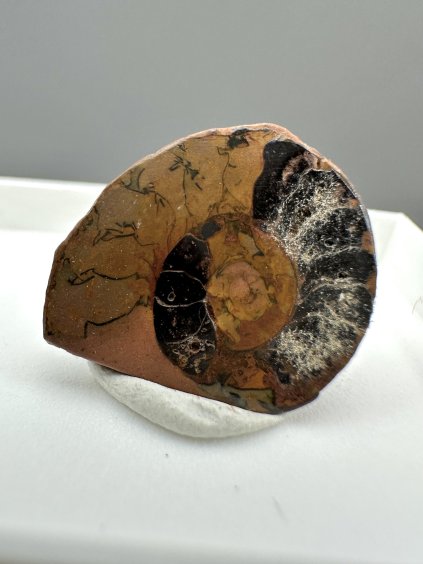 Ammonite – Morocco