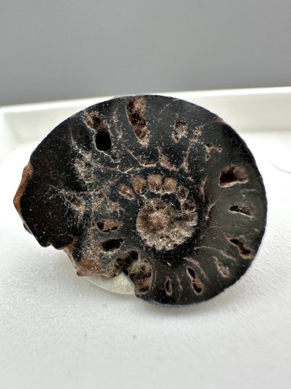 Ammonite – Morocco