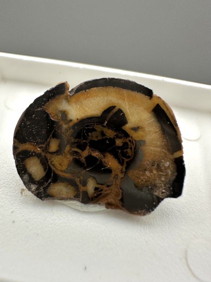 Ammonite – Morocco