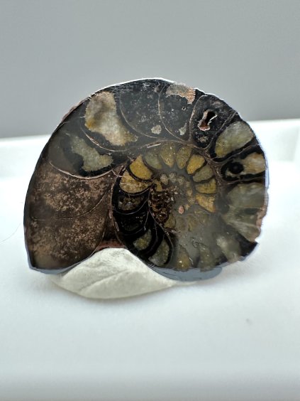 Ammonite – Morocco