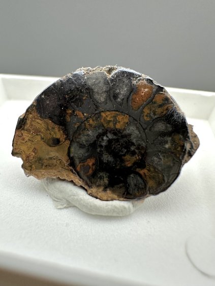 Amonit – Maroko