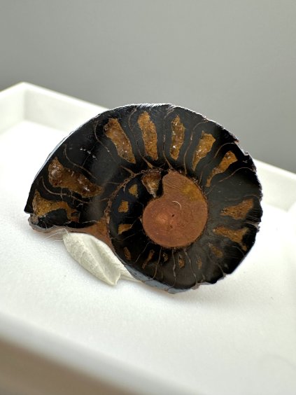 Ammonite – Morocco