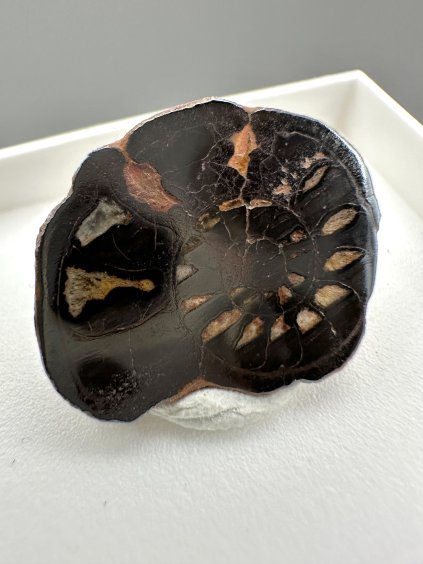 Ammonite – Morocco