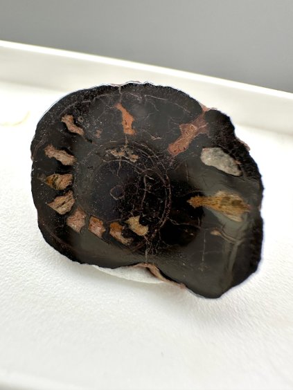 Ammonite – Morocco