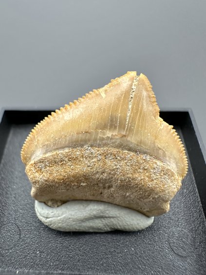 Shark's tooth – Morocco