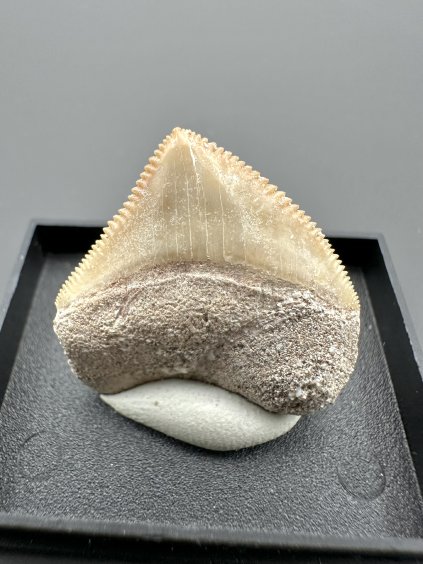 Žraločí zub – Maroko