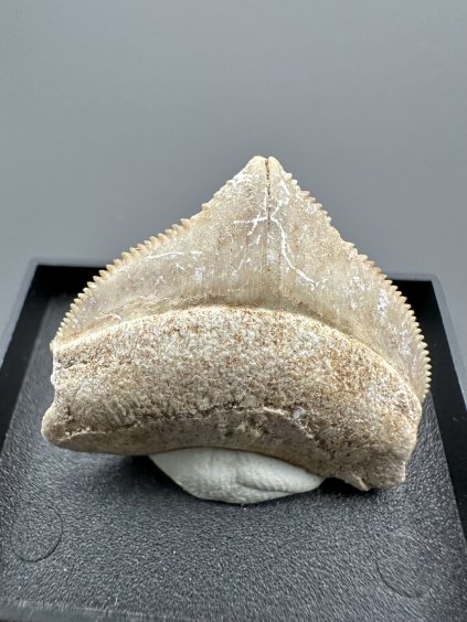 Shark's tooth – Morocco