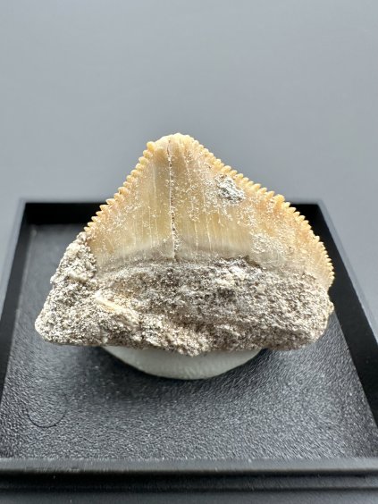 Shark's tooth – Morocco