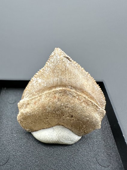 Shark's tooth – Morocco