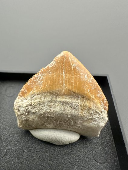 Žraločí zub – Maroko