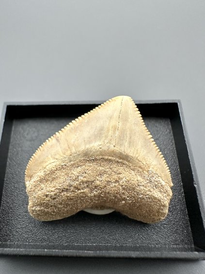 Žraločí zub – Maroko