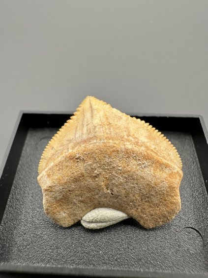 Haifischzahn – Marokko
