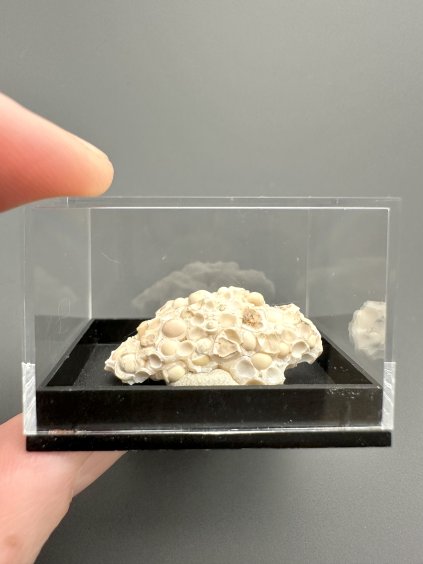 Aragonite variety Hrachovec – Karlovy Vary, CZ