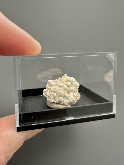 Aragonite variety Hrachovec – Karlovy Vary, CZ