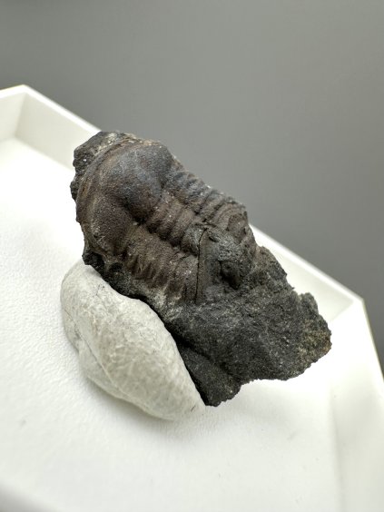 Trilobite Ellipsocephalus hoffi – Jince, CZ