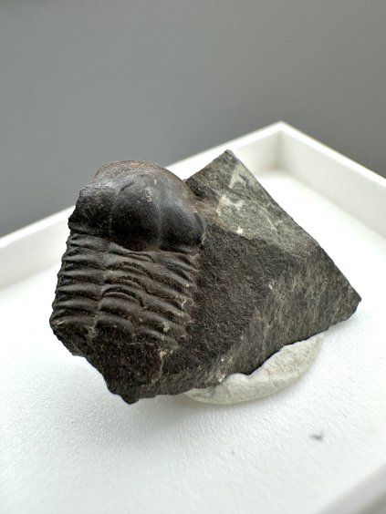 Trilobit Ellipsocephalus hoffi – Jince, ČR