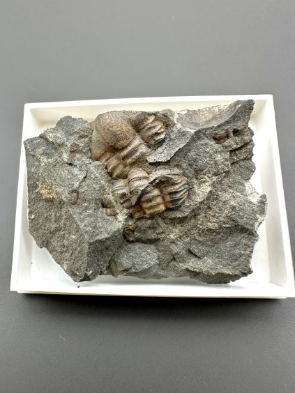 Trilobit Ellipsocephalus hoffi – Jince, ČR