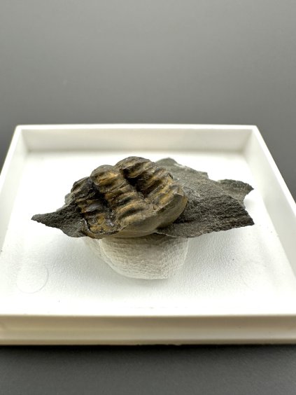 Trilobite Ellipsocephalus hoffi – Jince, CZ