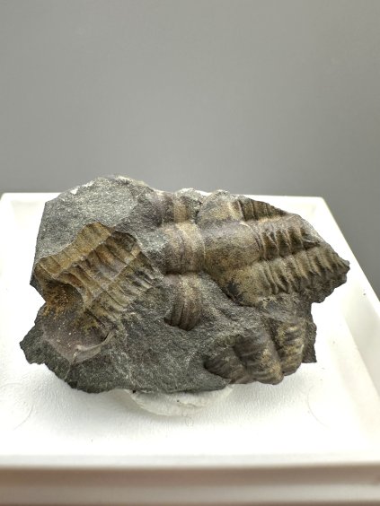 Trilobit Ellipsocephalus hoffi – Jince, ČR