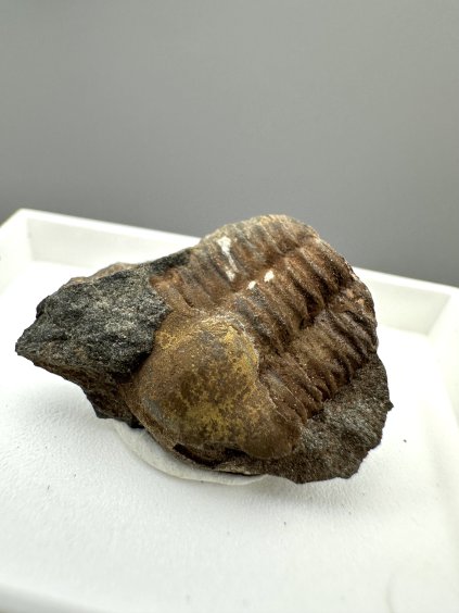 Trilobite Ellipsocephalus hoffi – Jince, CZ
