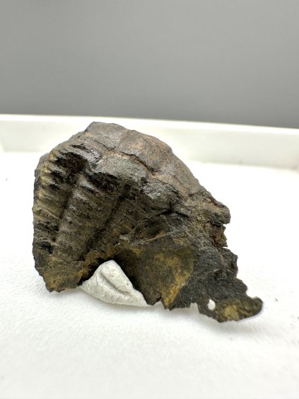 Trilobit Ellipsocephalus hoffi – Jince, CZ
