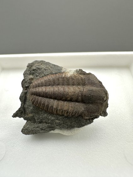Trilobit Ellipsocephalus hoffi – Jince, CZ