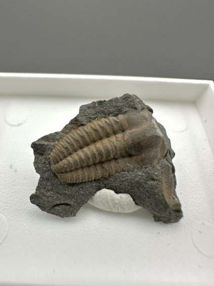 Trilobit Ellipsocephalus hoffi – Jince, ČR